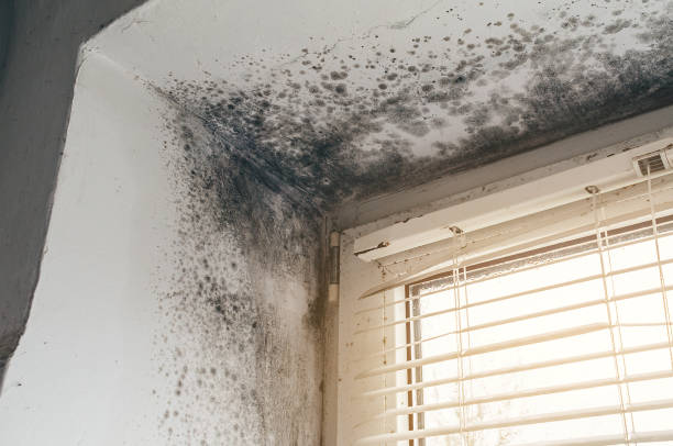 Affordable Mold Remediation solutions in Wenonah, NJ